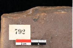 Foto (Detailsansicht) von Plantae indet. (NHMW-GEO-2024-0188-0792a)
